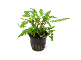 Hygrophila pinnatifida