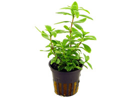 Hygrophila polysperma