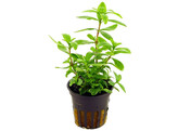 Hygrophila polysperma