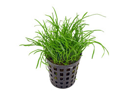 Lilaeopsis mauritiana