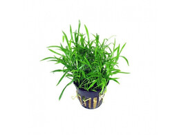 Lilaeopsis novae-zelandiae