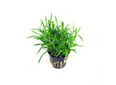 Lilaeopsis novae-zelandiae