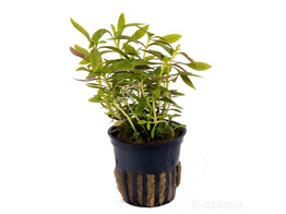 Limnophila hippuridoides