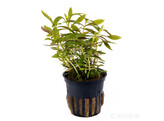 Limnophila hippuridoides