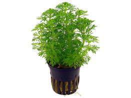Limnophila sessiliflora
