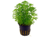 Limnophila sessiliflora
