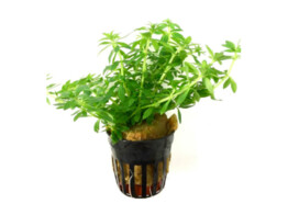 Limnophila sp.  vietnam mini 