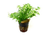 Limnophila sp.  vietnam mini 