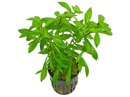 Ludwigia arcuata