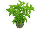 Ludwigia arcuata