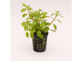 Ludwigia parigata   dark orange 