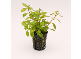 Ludwigia parigata   dark orange 