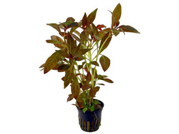 Ludwigia perennis