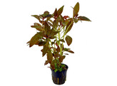 Ludwigia perennis