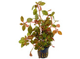 Ludwigia repens Rubin
