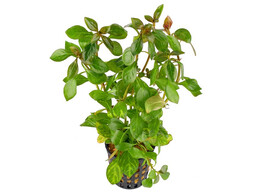 Ludwigia sp.  Mesacana 