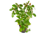 Ludwigia sp.  Mesacana 