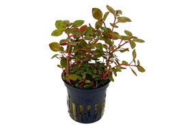 Ludwigia sp. mini Red
