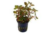 Ludwigia sp. mini Red