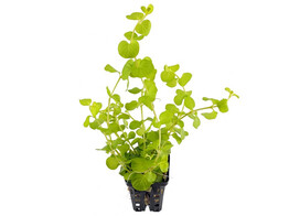 Lysimachia aurea  yellow 