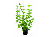 Lysimachia nummularia  green 