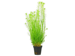 Mayaca fluviatilis