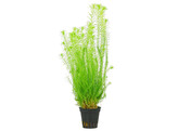 Mayaca fluviatilis