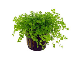Micranthemum micranthemoides