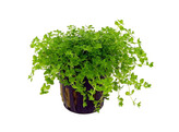 Micranthemum micranthemoides