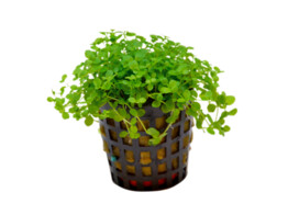 Micranthemum Monte Carlo