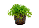 Micranthemum Monte Carlo