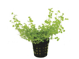 Micranthemum umbrosum