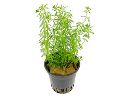 Myriophyllum guyana