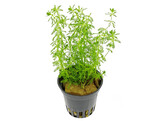 Myriophyllum guyana