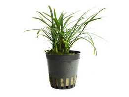 Ophiopogon japonica