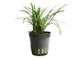 Ophiopogon japonica