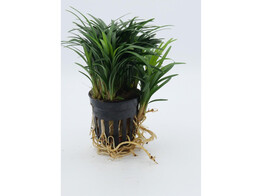 Ophiopogon kyoto