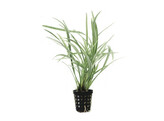 Ophiopogon variegata