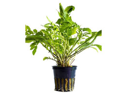 Rorippa aquatica  Syn  Armoracia aquatica 