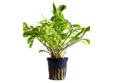 Rorippa aquatica  Syn  Armoracia aquatica 