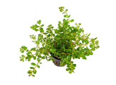 Rotala rotundifolia