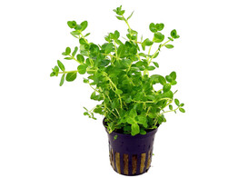 Rotala sp. green