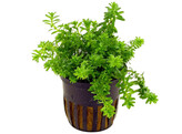 Rotala sp.  Vietnam 