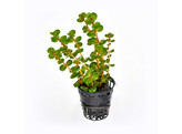 Rotala  Vietnam h ra 