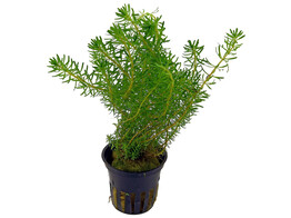 Rotala walichi