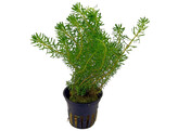 Rotala walichi