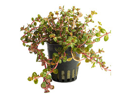 Rotala Yao-Yai