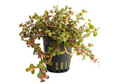 Rotala Yao-Yai