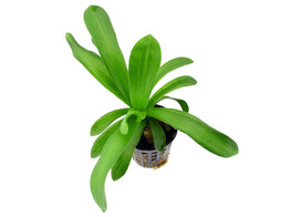 sagittaria platyphylla - teres