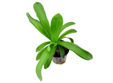sagittaria platyphylla - teres